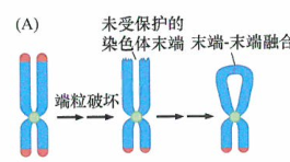 染色体断裂-融合-桥连接机制