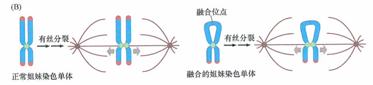 染色体断裂-融合-桥连接机制