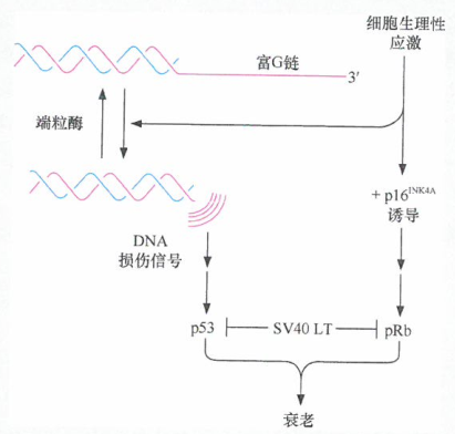 hTERT表达可使细胞避免衰老而永生化