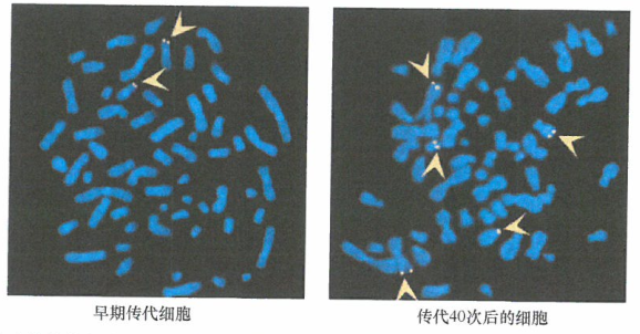 出国看病：一些永生化细胞在缺乏端粒酶的情况下维持端粒的长度