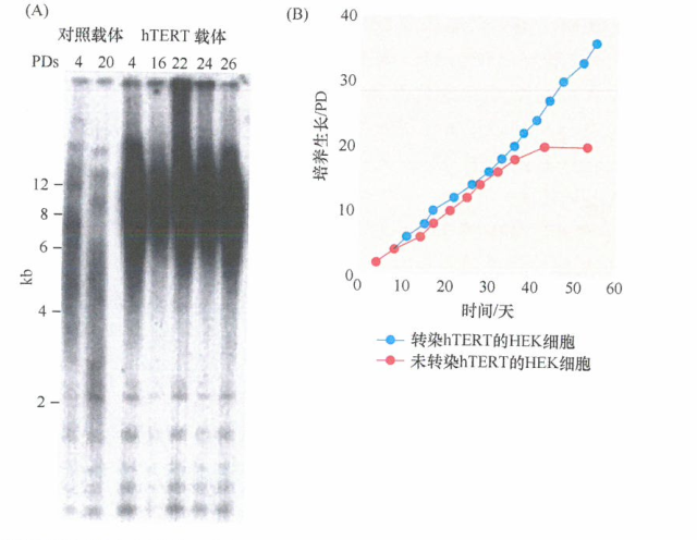 解除hTERT的表达抑制可以使细胞规避危象状态