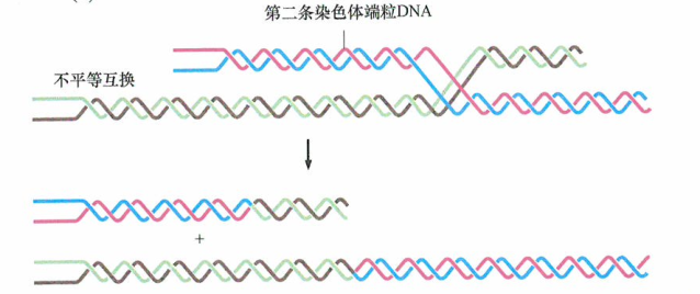 出国看病：ALT细胞中维持端粒的替换机制