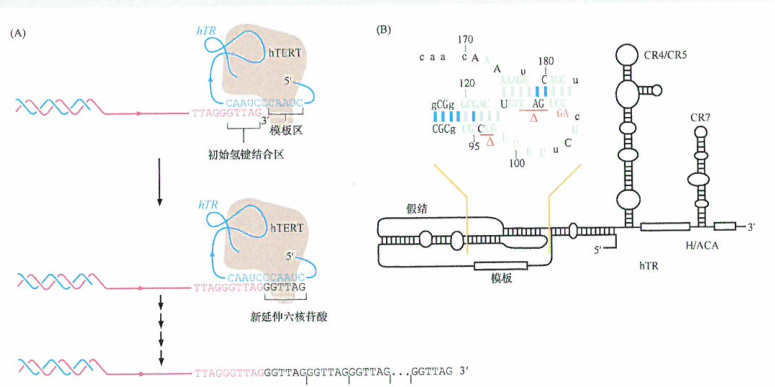 纤毛虫和端粒酶及其基因的分离和人端粒酶全酶的结构