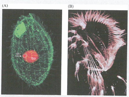 人体抗肿瘤防御体系的关键因素