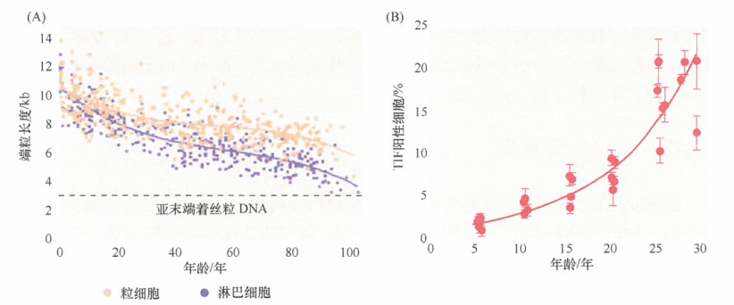 美国看病：清除控制细胞增殖的抑癌基因而使细胞获得生长优势
