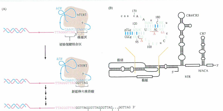 出国看病：端粒酶的作用好比肿瘤细胞增殖的加油站