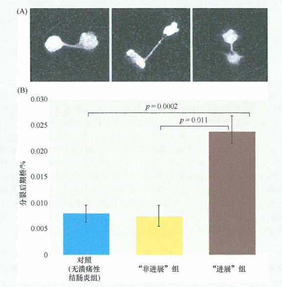慢性炎症器官中的端粒异常可能导致肿瘤发生