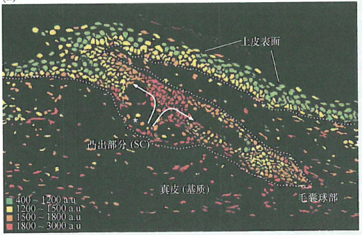 端粒在实验小鼠和人类细胞中的不同作用