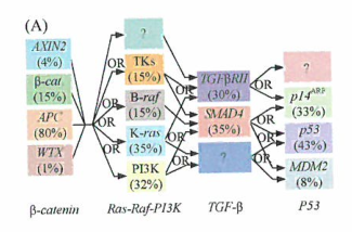 细胞基因组有害的突变，并发生凋亡而被迅速地清除