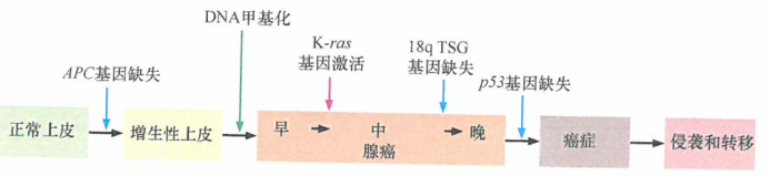 结肠癌发生过程中染色体18q区域所累及的抑癌基因