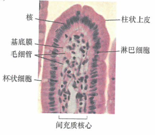 人类肿瘤发生发展的多阶段性概念