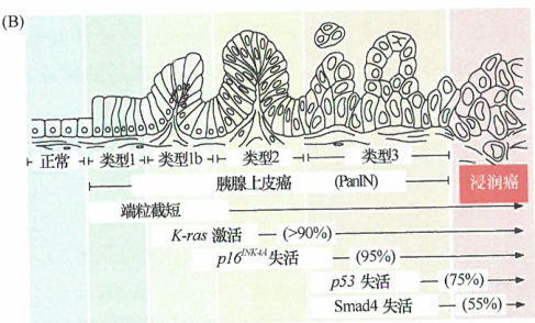 细胞基因组有害的突变，并发生凋亡而被迅速地清除