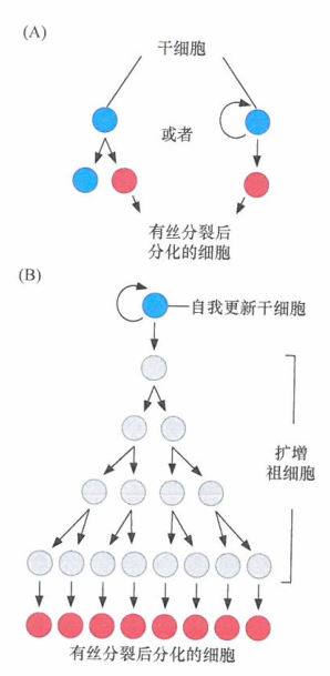 肿瘤干细胞有助于理解克隆演化和肿瘤进展