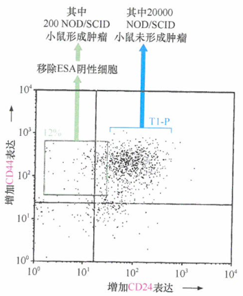 乳腺瘤干细胞增生由癌旁基质细胞中得到转移性人乳腺癌细胞