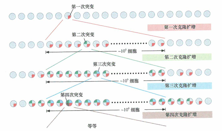 随机突变在细胞群体中产生了遗传多样性