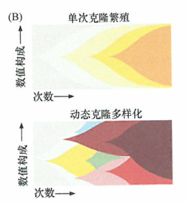 克隆演进的线性途径过度简化了肿瘤发生的真实过程：瘤内异质性