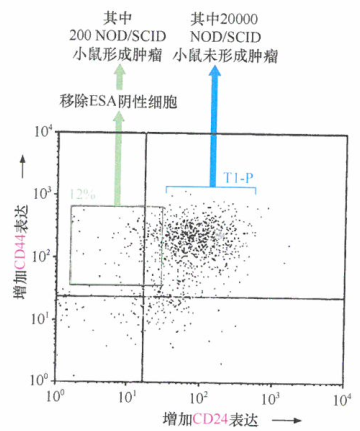 乳腺癌干细胞增生，癌旁基质细胞中得到转移性人乳腺癌细胞