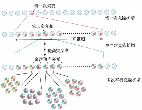 肿瘤基因组中积累的大量关键遗传改变