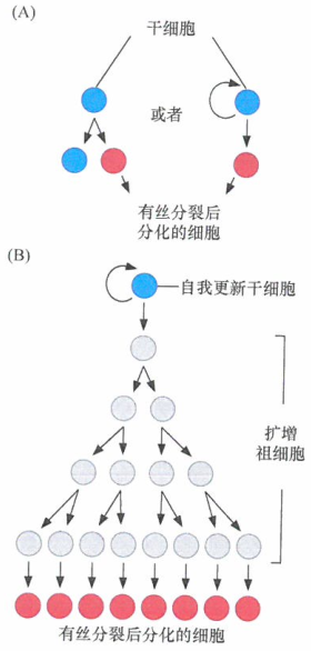 更简单的干细胞行为组织方式是干细胞的不对称分裂