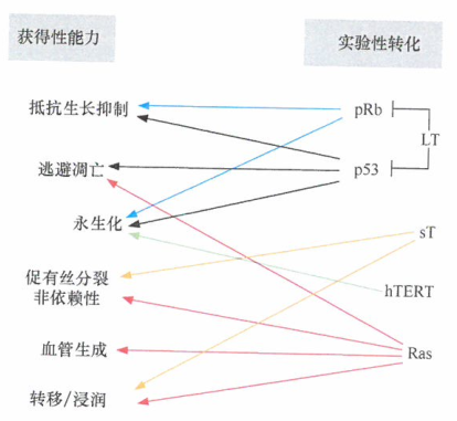 人类细胞转化为癌性状态，必须要向细胞中转入一些​不同的基因