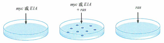DNA肿瘤病毒诱导细胞转化的特征
