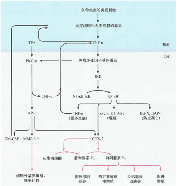 上皮细胞炎症和肿瘤发生模型