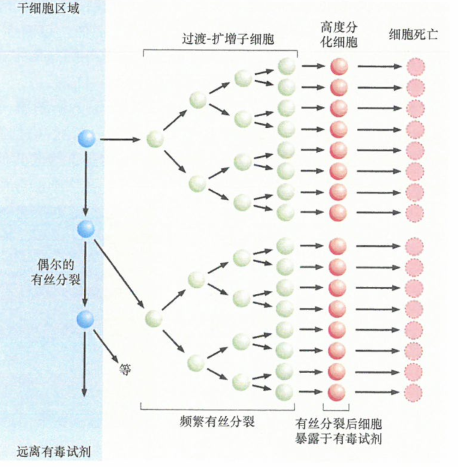 组织形成和干细胞基因组的保护许多上皮组织的组建