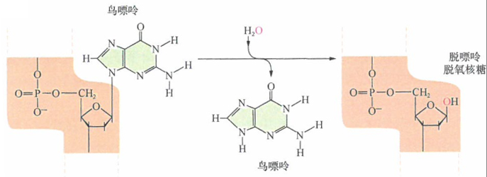 脱嘌呤作用和碱基的脱氨基作用