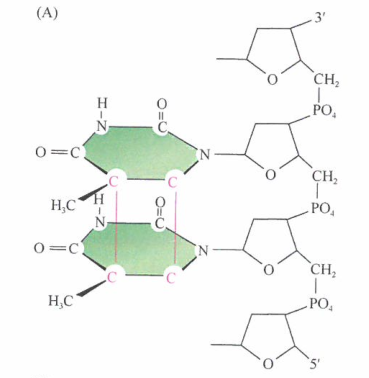 细胞基因组偶尔遭受外源诱变剂及其代谢物的攻击