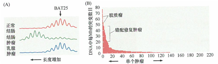 用于抗肿瘤化疗的特定烷化剂也具有强大的诱变作用