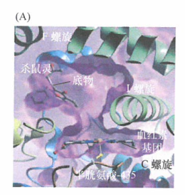 用于抗肿瘤化疗的特定烷化剂也具有强大的诱变作用