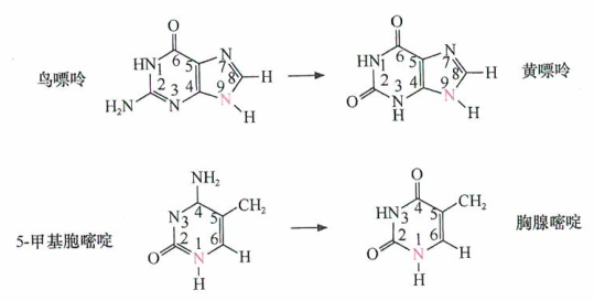 5-甲基胞嘧啶的脱氨基作用是人类DNA中点突变的主要来源