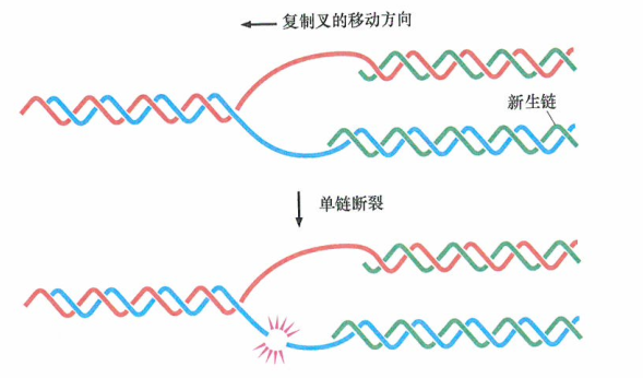 复制叉部位双链DNA的断裂突变诱发癌症