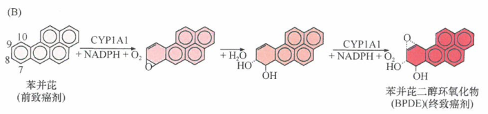 用于抗肿瘤化疗的特定烷化剂也具有强大的诱变作用