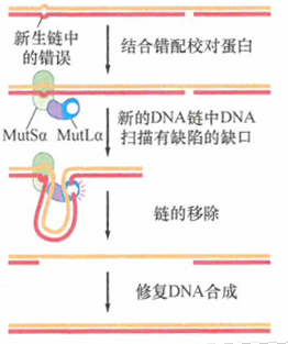 DNA聚合酶校对机制忽略的错配DNA序列易产生肿瘤