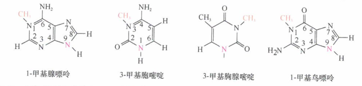 细胞基因组偶尔遭受外源诱变剂及其代谢物的攻击