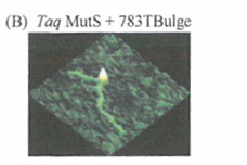 DNA聚合酶错误和错配修复