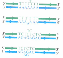 DNA聚合酶校对机制忽略的错配DNA序列易产生肿瘤