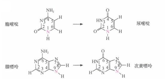 5-甲基胞嘧啶的脱氨基作用是人类DNA中点突变的主要来源