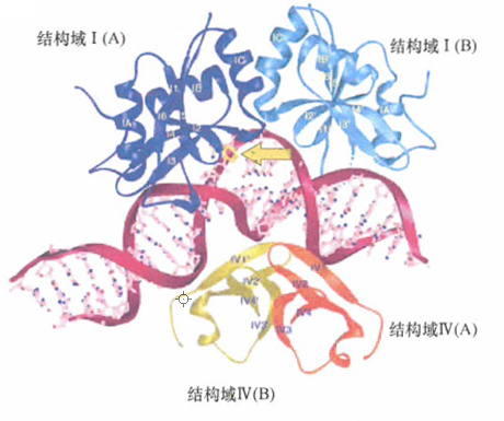 DNA聚合酶错误和错配修复