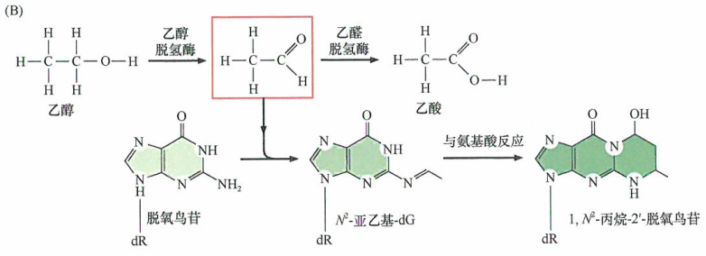 细胞色素对前致癌剂的作用