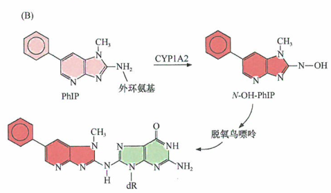 外国看病 致癌剂实际上是作为促癌物发挥功能而并非致癌物