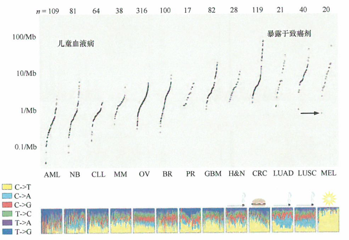 大规模基因组测序结果显示多种类型的诱变作用