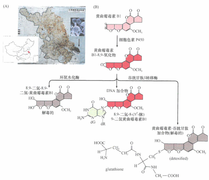 外国看病 更强的外源致癌剂之一是由曲霉属真菌合成的黄曲霉毒素B1