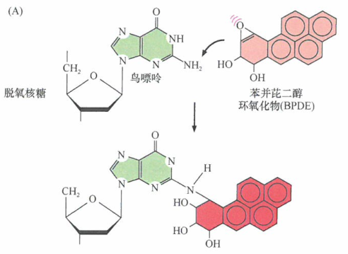 细胞色素对前致癌剂的作用
