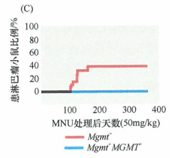特定致癌剂引起的肿瘤类型会受到DNA修复酶种类的影响