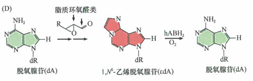 特定致癌剂引起的肿瘤类型会受到DNA修复酶种类的影响