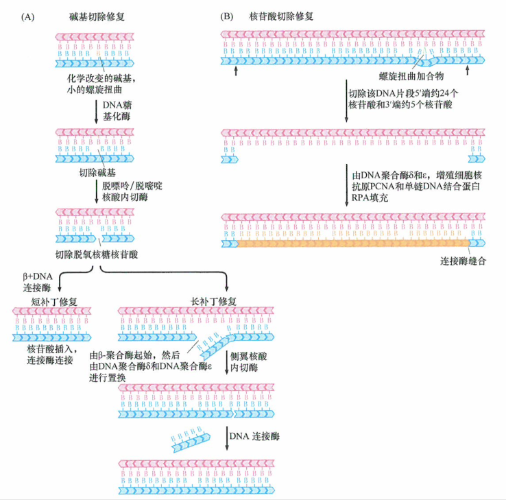 碱基切除​修复和核苷酸切除修复