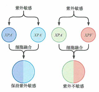 出国看病：着色性干皮病儿童患皮肤癌