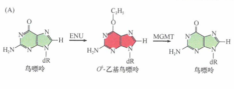 特定致癌剂引起的肿瘤类型会受到DNA修复酶种类的影响